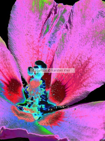 Flower - Colorful Light
