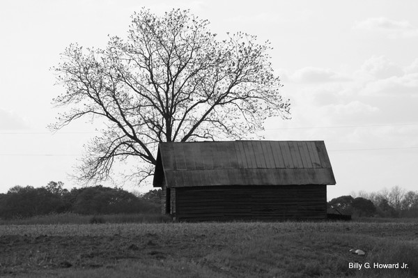 Withered