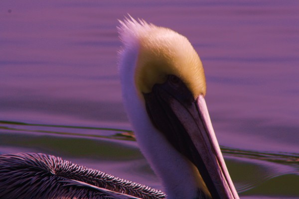 Pelican
