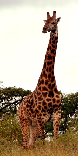 Giraffe