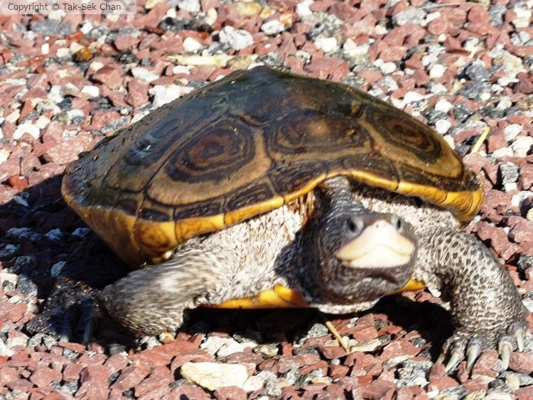 Diamondback Terrapin (Malaclemys terrapin), JBWR 06-20-2017