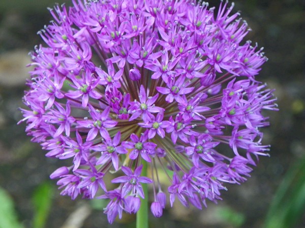 pretty in purple