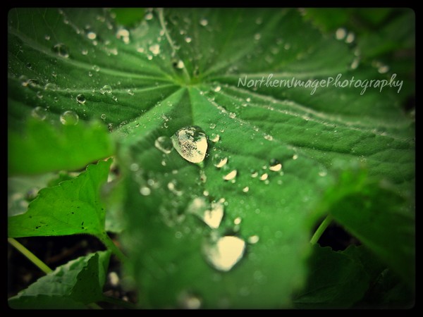Drops of water