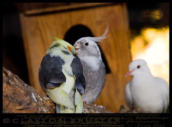 Aviary Art