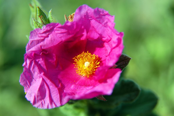 Pink Floral