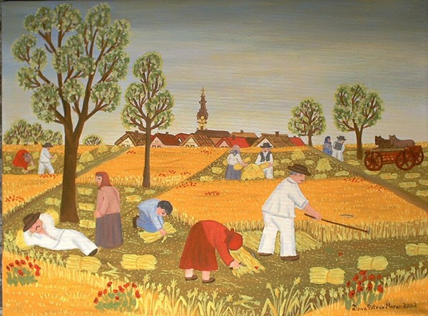 harvesting in my willage