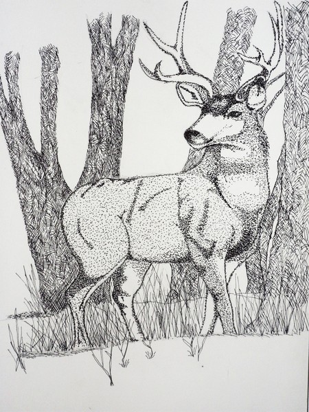deer watching