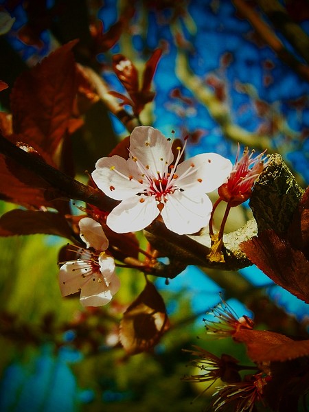 Cerasus
