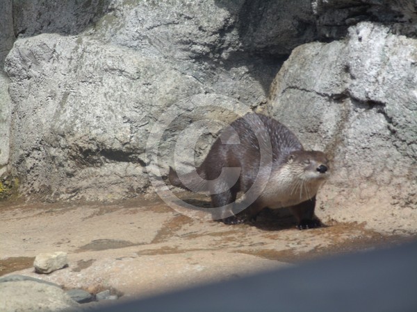 Otter