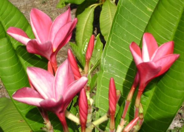 PINK PLUMERIA