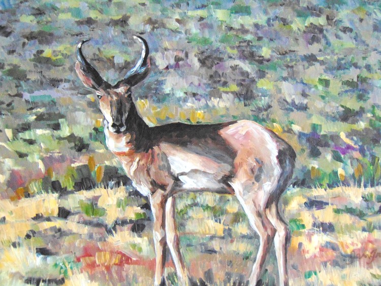 antelope 1