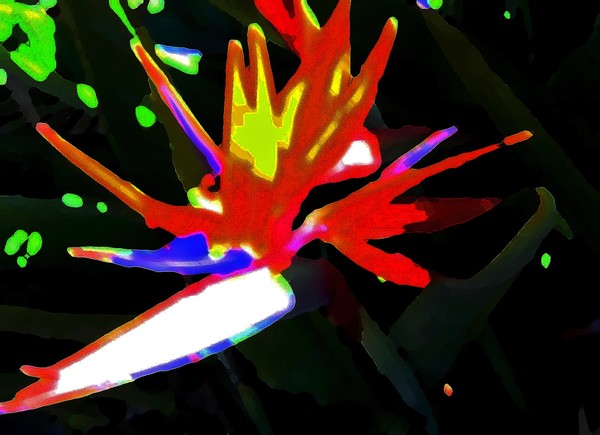 Bird of Paradise