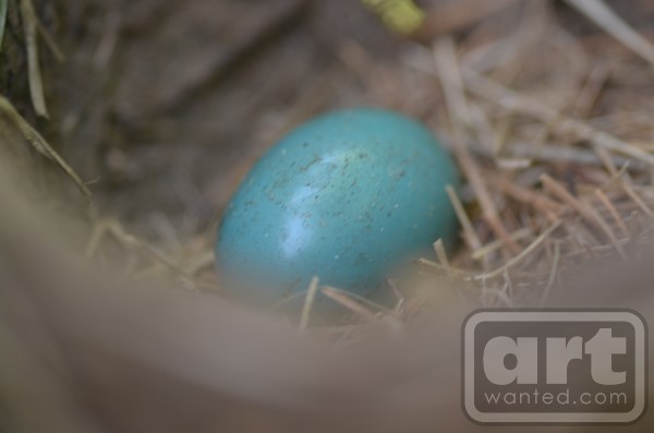 Robin Egg
