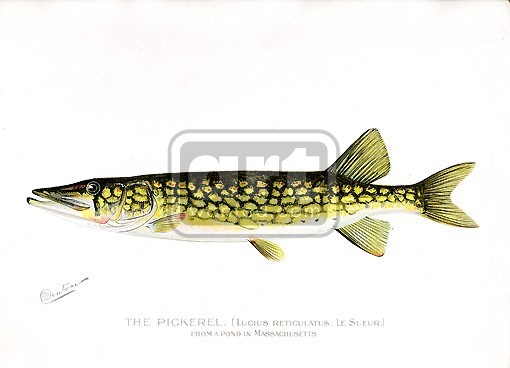 Denton Fine Print PICKEREL print from 1895