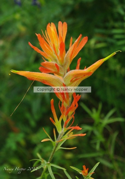 Paintbrush