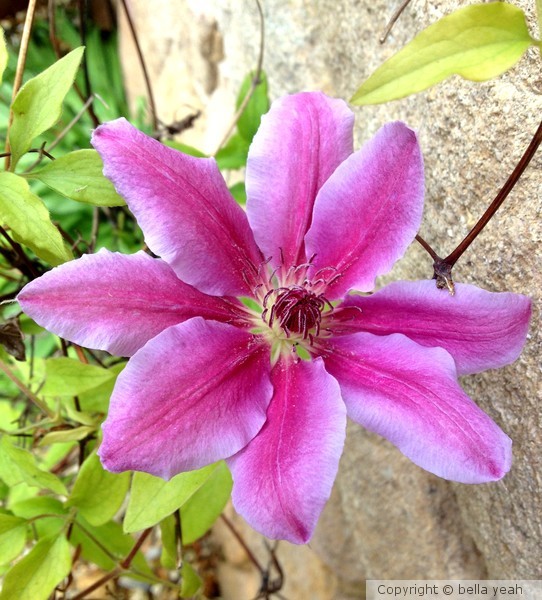clematis 