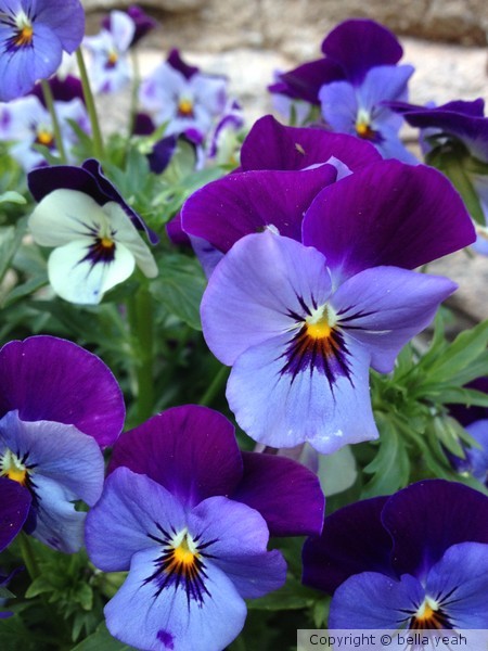 pansies, light and shade