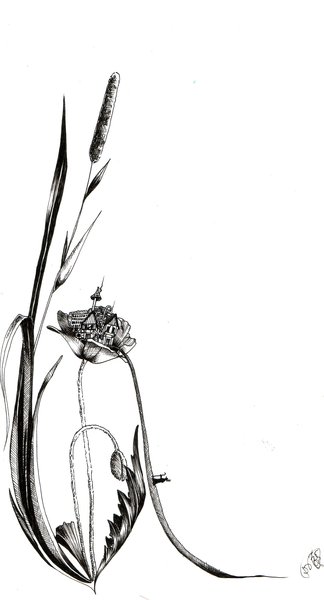 secret of a corn poppy