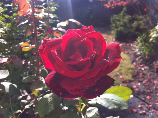 Garden rose