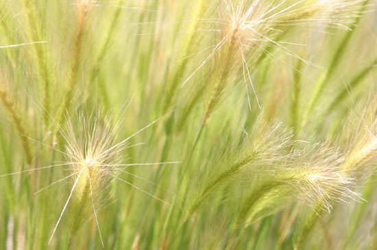 Starry Grasses