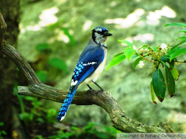 EASTERN BLUE JAY