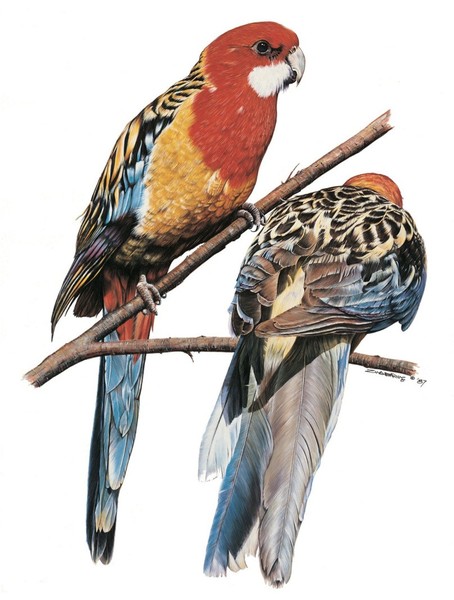 Rosella