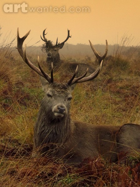 Stag party