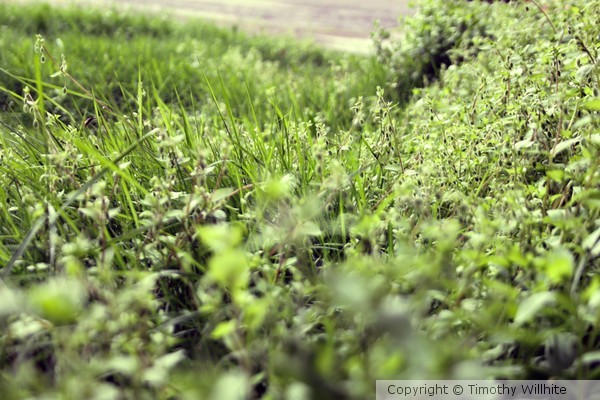 Green Medow 02