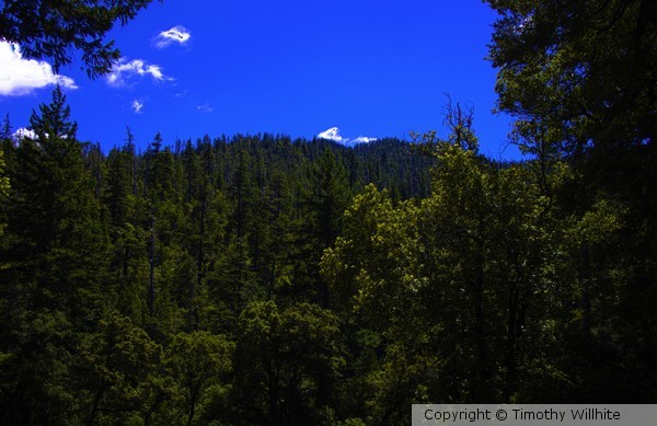 Landscape 1