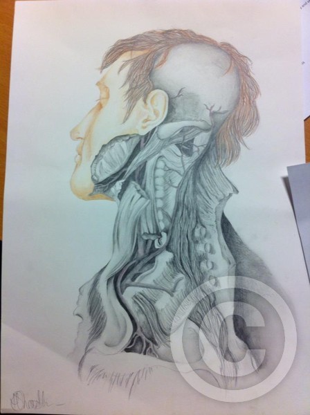 The Anatomical Man