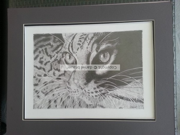 ocelot