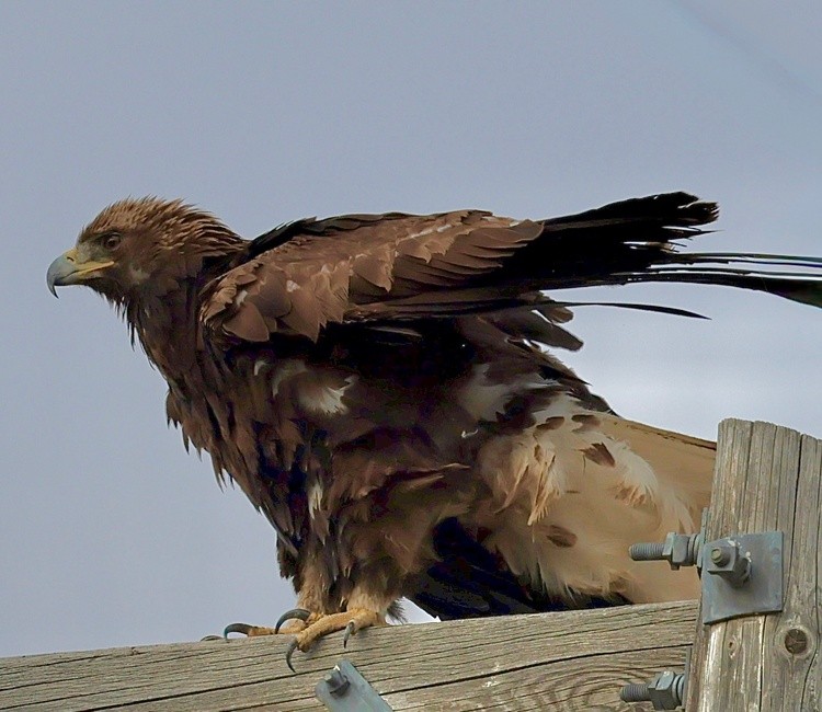 Golden Eagle 