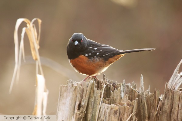 Towhee at dusk