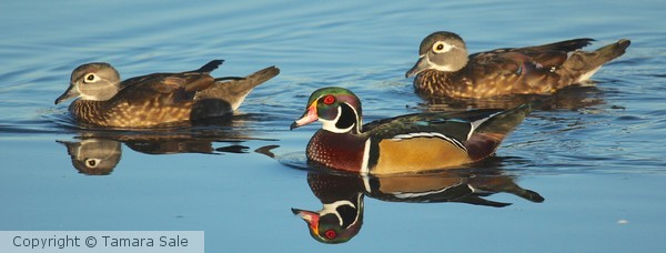 Wood Ducks