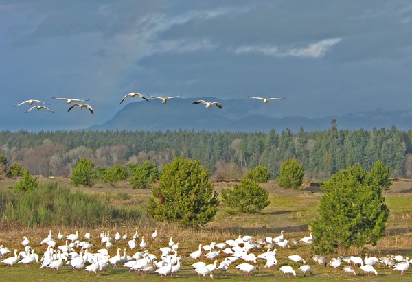 Snow Geese at Iona Beach