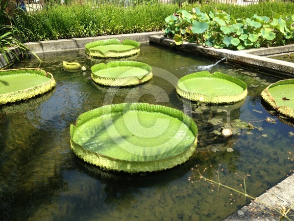  Botanical Garden of Padova