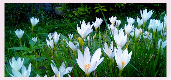 white angels