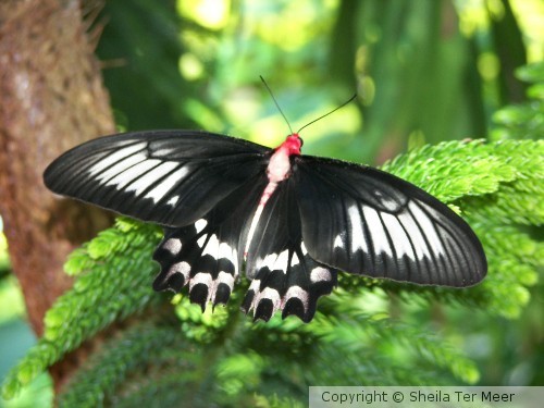 Key West Butterfly