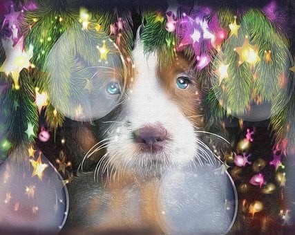 puppies (20)