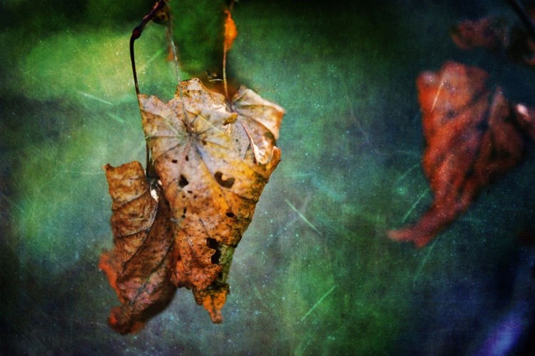 Vanishing Glory