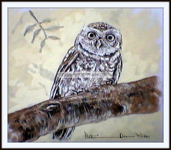 spotted owlet