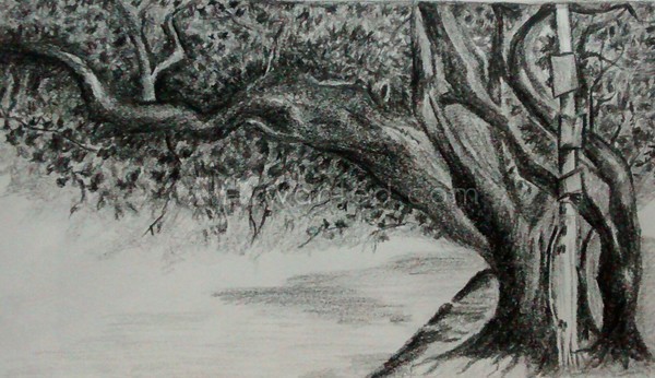 Tree low branch