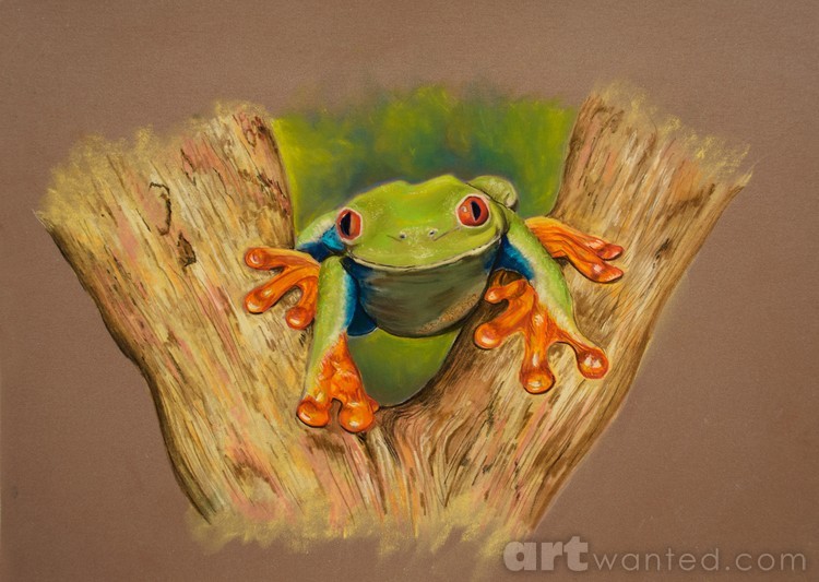 Red Footed Tree Frog