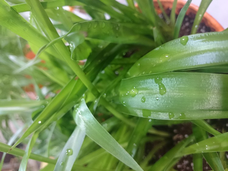 DEWDROP