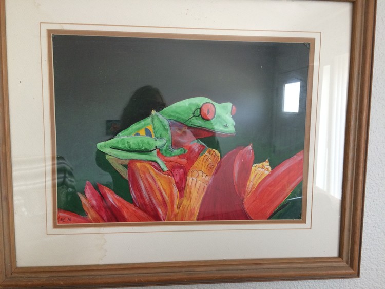 Spectacled Frog