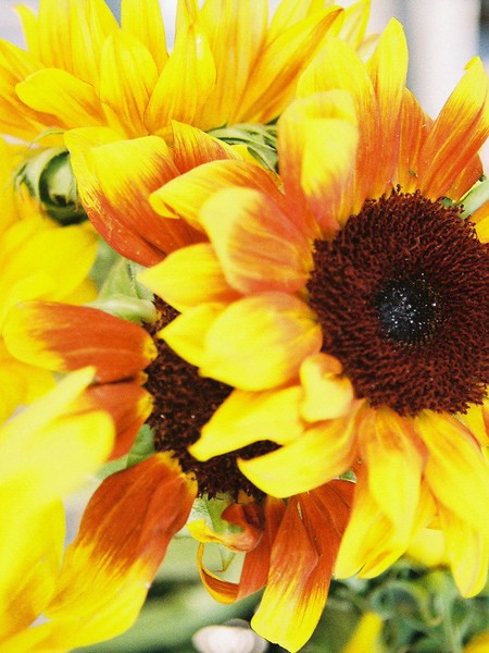 Sunflower Study #2