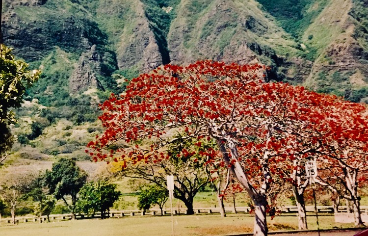 Tree Bloom