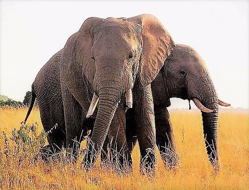 African Elephants