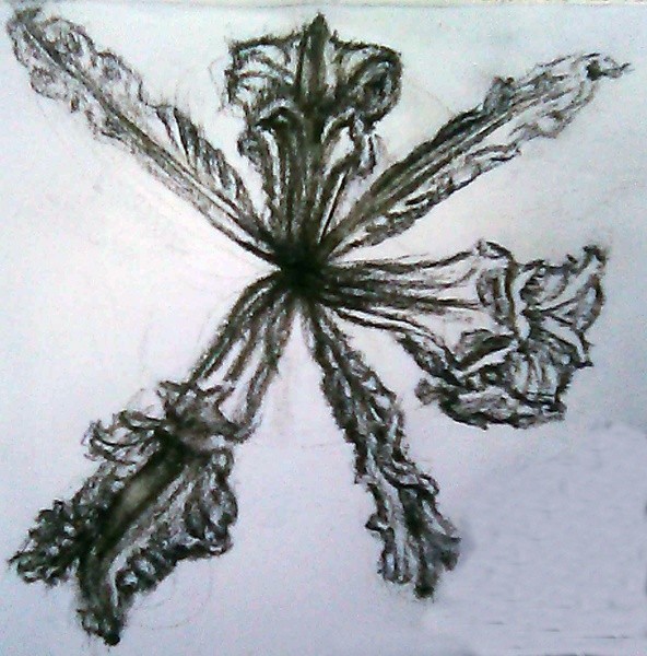 Wild Iris Drawing