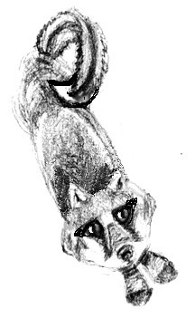 Kids Book Fox Sketch